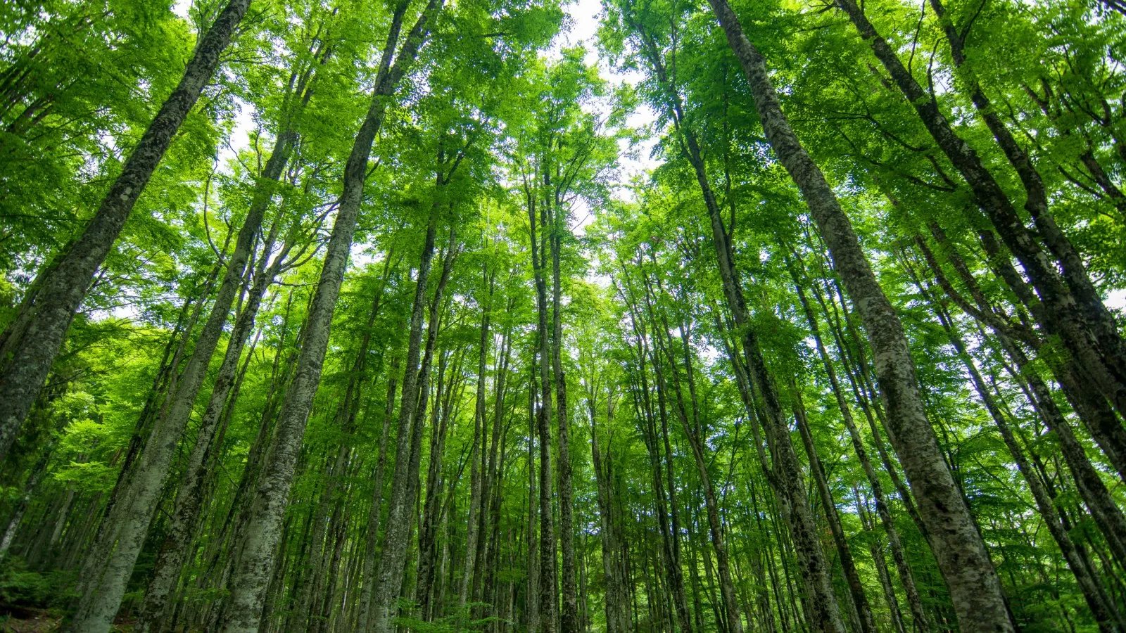 ‘Nature surprises us’: scientists in Brazil rediscover tree thought extinct for nearly 200 years